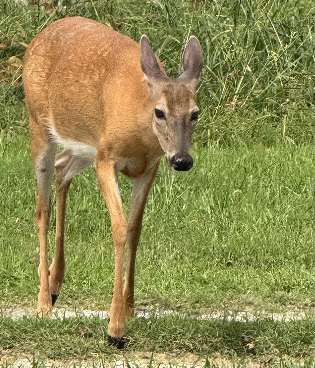 A deer on Belle Vista Avenue looking directly at the camera