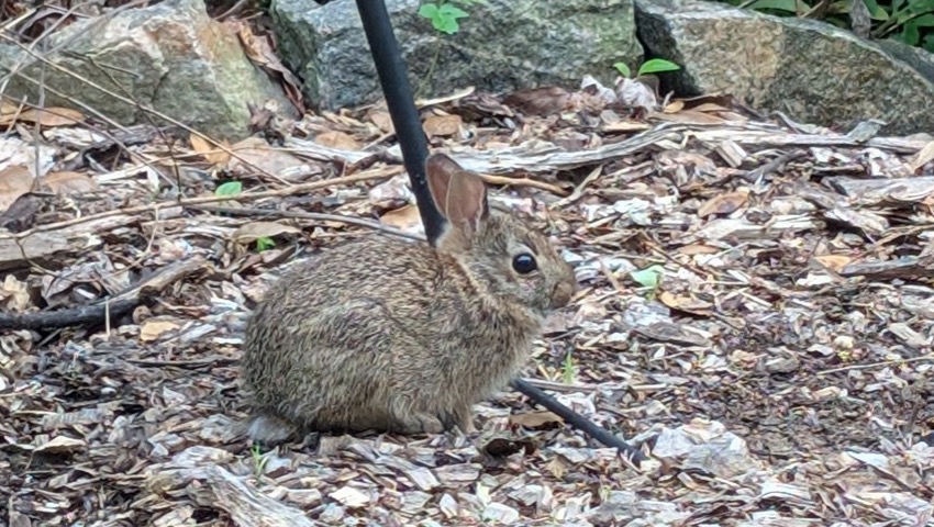 One of two newly-arrived baby rabbits in a Lauraville garden