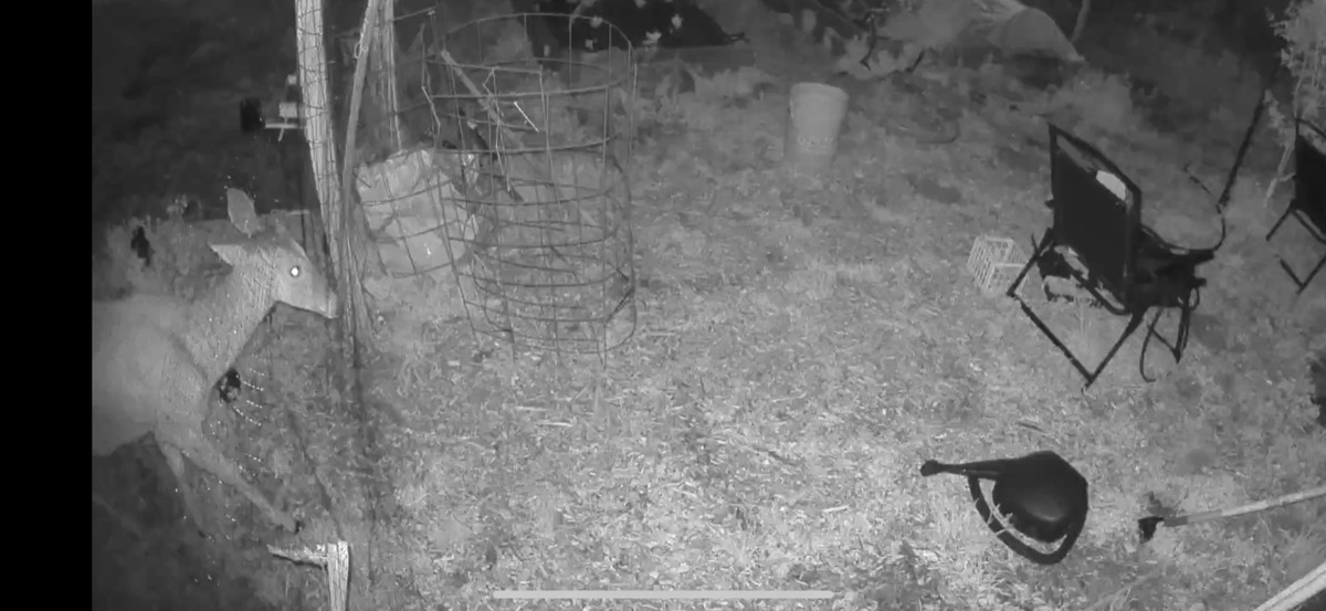 Trail camera footage of Deerdra Fawnson at a backyard gate before dawn