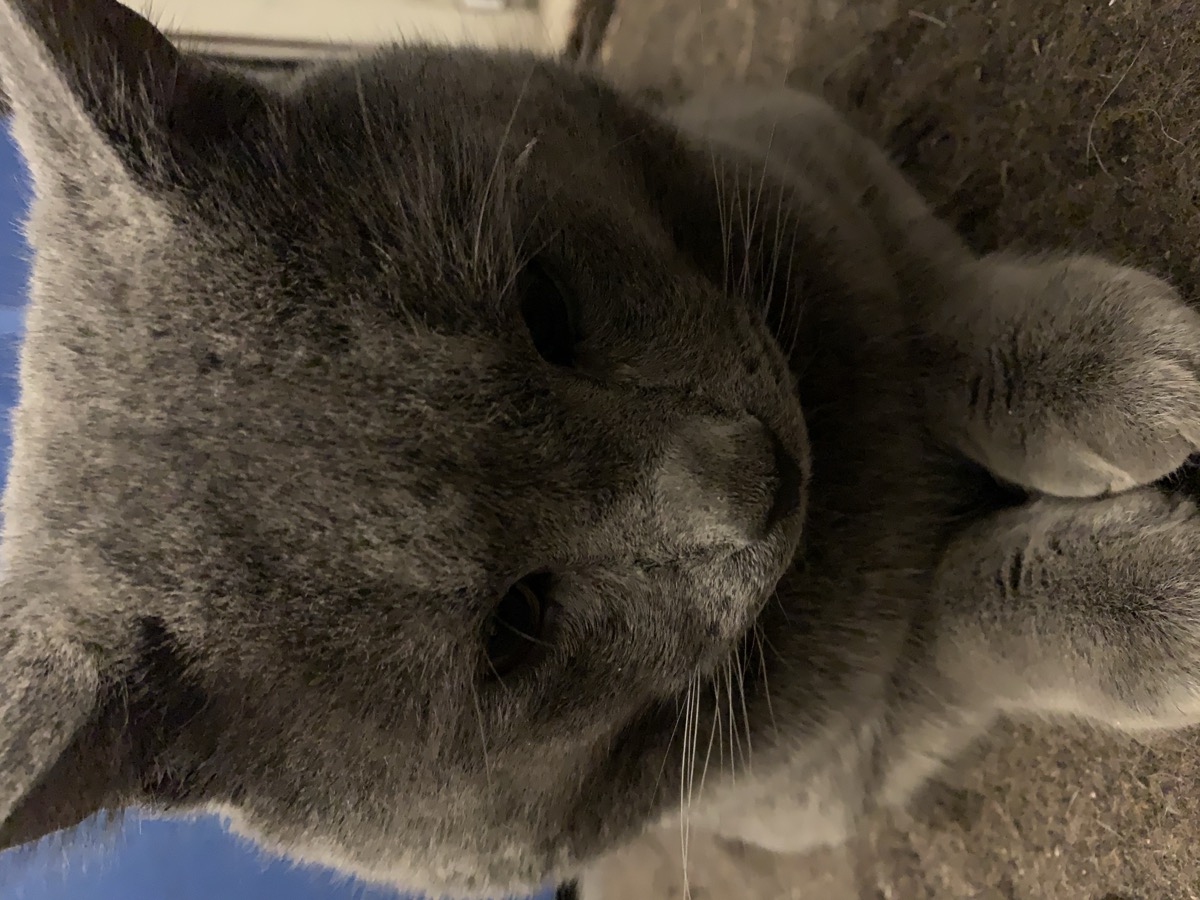 Earl Grey, a hefty grey cat with one crooked ear