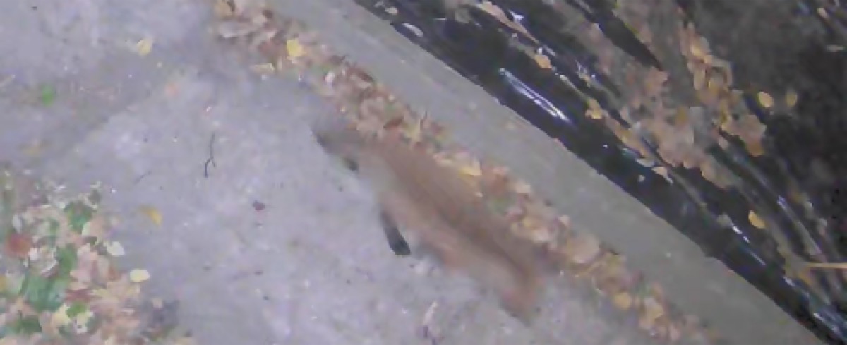 A fox kit captured by trail camera