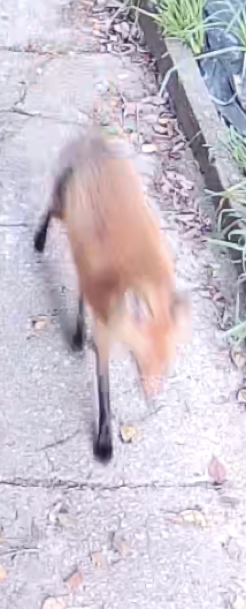 A red fox photographed near White Avenue