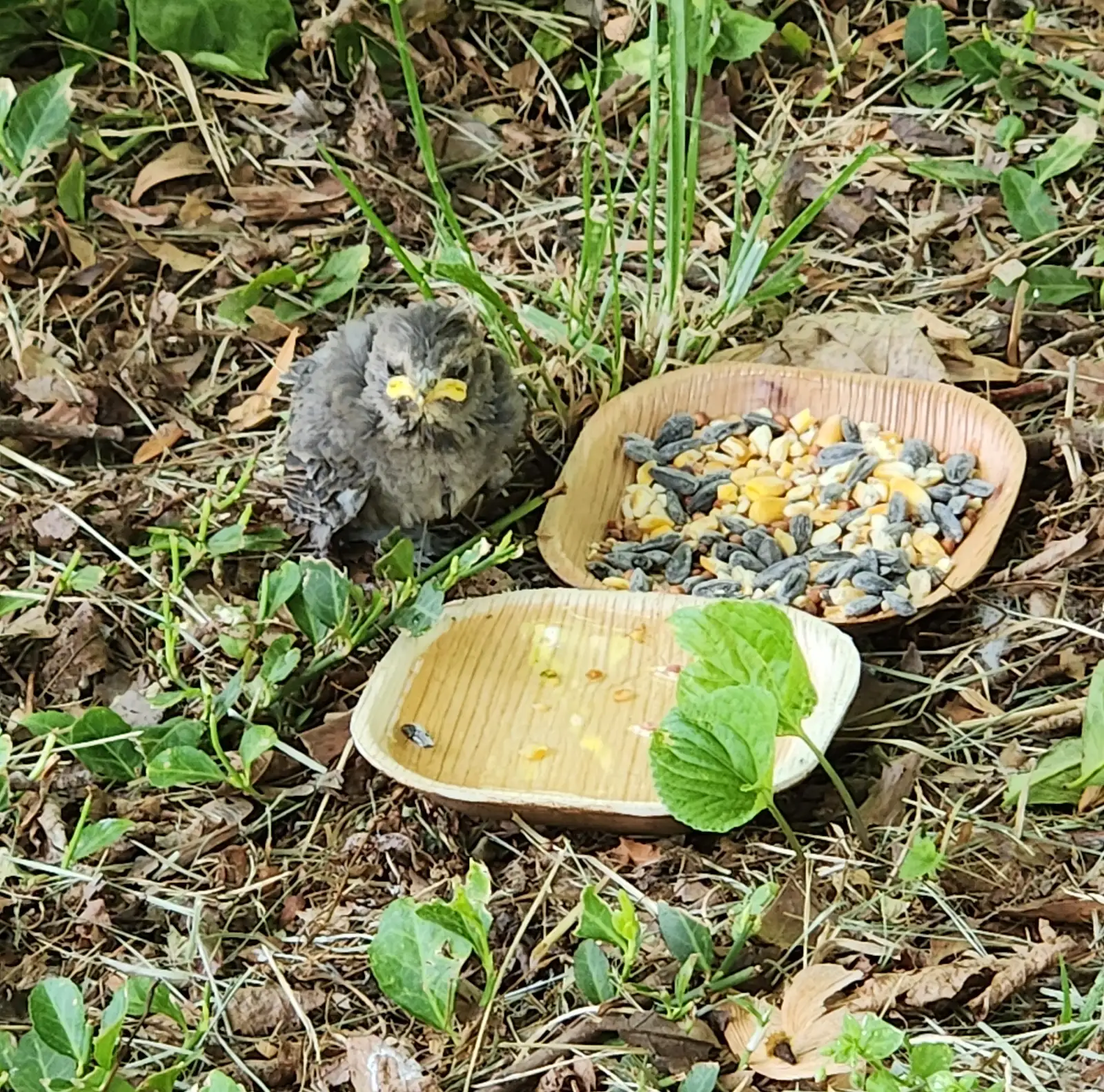 Grumpy the fledgling catbird beside two bowls of seed and water