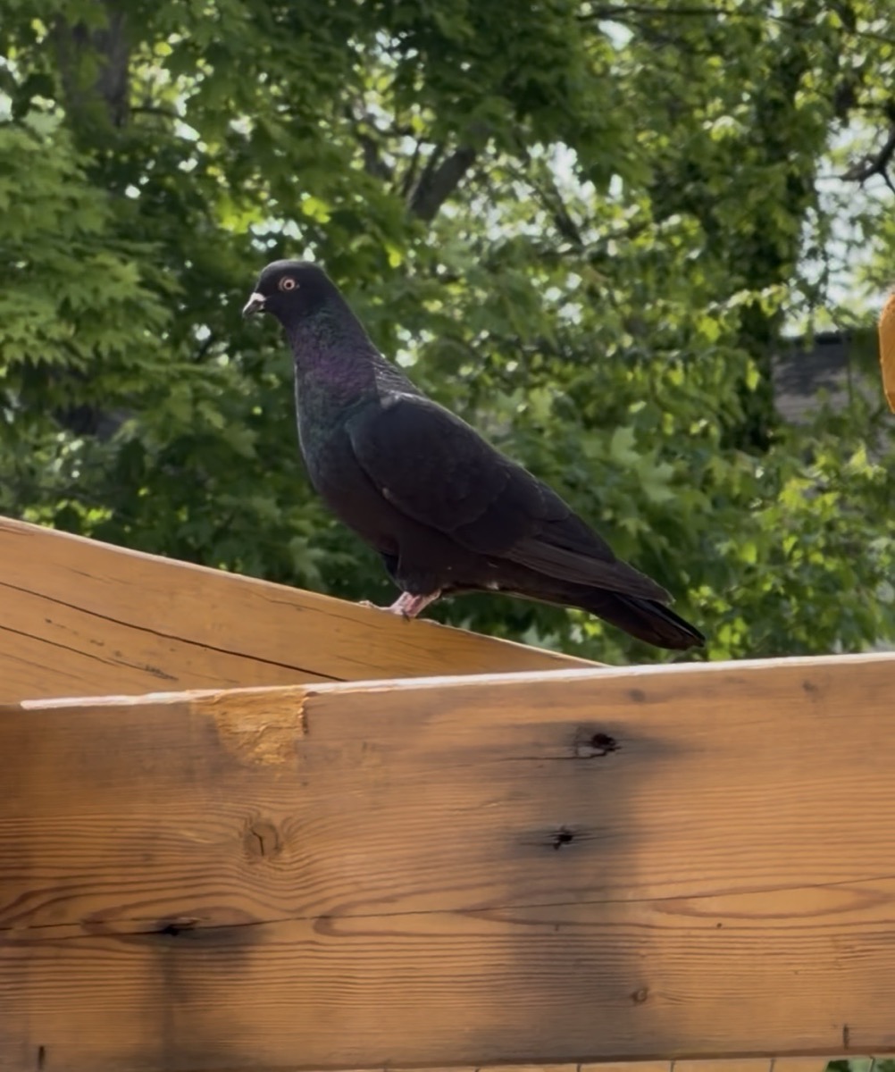 An entirely black pigeon perched on a pergola