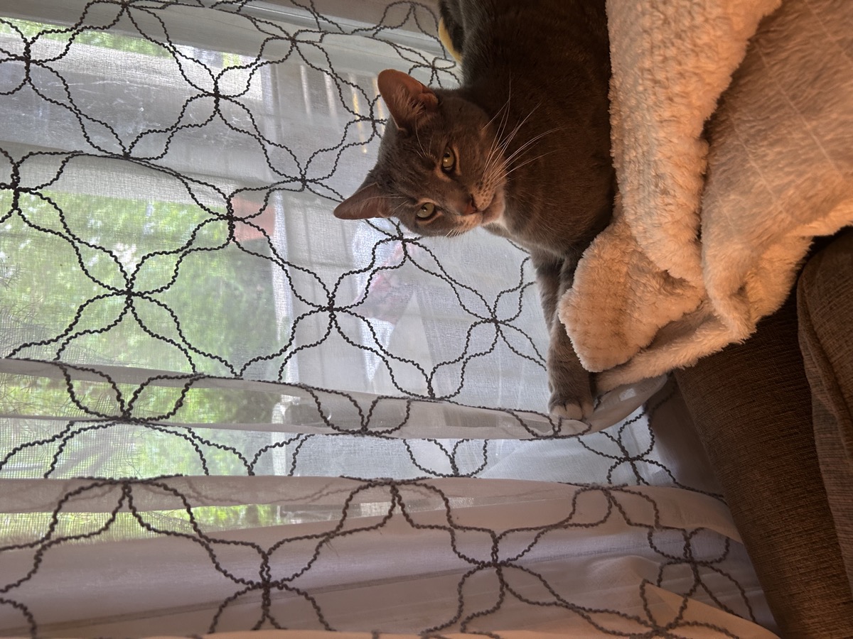 Rae Shapiro, on watch from the front-room window